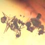 Rare Kissing Of Worker Ants In Dominican Amber