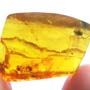 Rare Lacewing In Dominican Amber