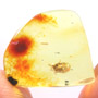 Rare Larva And Isopod In Dominican Amber.