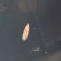 Rare Larvae With Eggs, Small Swarm Elongate Springtail And Pomace Fly With Eggs In Dominican Amber