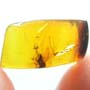 Rare Leafhopper Fighting Gall Midge In Dominican Amber