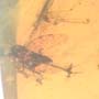Rare Leafhopper Fighting Gall Midge In Dominican Amber