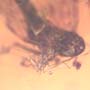 Rare Leafhopper Fighting Gall Midge In Dominican Amber