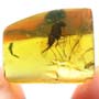 Rare Long Legged Fly With Genital Coming Out In Dominican Amber