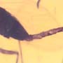 Rare Long Legged Fly With Genital Coming Out In Dominican Amber