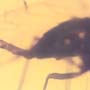 Rare Long Legged Fly With Genital Coming Out In Dominican Amber