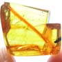 Rare Long Legged Fly With Mite Clinging On Its Leg In Dominican Amber