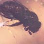 Rare Long Legged Fly With Mite Clinging On Its Leg In Dominican Amber