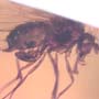 Rare Long Legged Fly With Mite Clinging On Its Wing In Dominican Amber