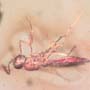 Rare Lots Of Mite, Fungus Gnat, 2 Pomace Flies, Scuttel Fly, Snipe Fly, Scelionid Wasp, 3 Gall Midges, Biting Midge And Botanical In Dominican Amber