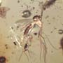 Rare Lots Of Mite, Fungus Gnat, 2 Pomace Flies, Scuttel Fly, Snipe Fly, Scelionid Wasp, 3 Gall Midges, Biting Midge And Botanical In Dominican Amber