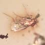 Rare Lots Of Mite, Fungus Gnat, 2 Pomace Flies, Scuttel Fly, Snipe Fly, Scelionid Wasp, 3 Gall Midges, Biting Midge And Botanical In Dominican Amber