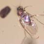 Rare Lots Of Mite, Fungus Gnat, 2 Pomace Flies, Scuttel Fly, Snipe Fly, Scelionid Wasp, 3 Gall Midges, Biting Midge And Botanical In Dominican Amber
