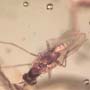 Rare Lots Of Mite, Fungus Gnat, 2 Pomace Flies, Scuttel Fly, Snipe Fly, Scelionid Wasp, 3 Gall Midges, Biting Midge And Botanical In Dominican Amber