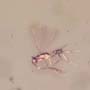 Rare Lots Of Mite, Fungus Gnat, 2 Pomace Flies, Scuttel Fly, Snipe Fly, Scelionid Wasp, 3 Gall Midges, Biting Midge And Botanical In Dominican Amber
