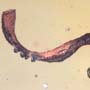 Rare Lots Of Mite, Fungus Gnat, 2 Pomace Flies, Scuttel Fly, Snipe Fly, Scelionid Wasp, 3 Gall Midges, Biting Midge And Botanical In Dominican Amber