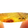 Rare Male Ant With Beetle Clinging On Its Head And Thrip On Its Wing In Dominican Amber