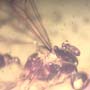 Rare Male Ant With Beetle Clinging On Its Head And Thrip On Its Wing In Dominican Amber