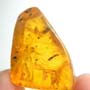Rare Mating Black Scavenger Fly And Opening Seed Pod In Dominican Amber