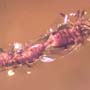 Rare Mating Black Scavenger Fly And Opening Seed Pod In Dominican Amber