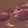 Rare Mating Black Scavenger Fly And Opening Seed Pod In Dominican Amber