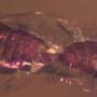 Rare Mating Black Scavenger Fly And Opening Seed Pod In Dominican Amber