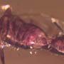 Rare Mating Black Scavenger Fly And Opening Seed Pod In Dominican Amber
