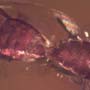 Rare Mating Black Scavenger Fly And Opening Seed Pod In Dominican Amber