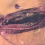 Rare Mating Black Scavenger Fly And Opening Seed Pod In Dominican Amber
