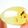 Rare Mating Scavenger Fly And Beeetle In Dominican Amber