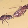 Rare Mating Scavenger Fly And Beeetle In Dominican Amber