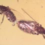 Rare Mating Scavenger Fly And Beeetle In Dominican Amber