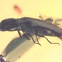 Rare Mating Scavenger Fly And Beeetle In Dominican Amber