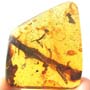 Rare Microcosm, Dicotyledon, Very Large Stem, Scelionid Wasp, Two Plant Bugs, Leafhopper, Elongate Springtail And Leaf In Dominican Amber