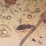 Rare Microcosm, Dicotyledon, Very Large Stem, Scelionid Wasp, Two Plant Bugs, Leafhopper, Elongate Springtail And Leaf In Dominican Amber