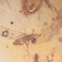 Rare Microcosm, Dicotyledon, Very Large Stem, Scelionid Wasp, Two Plant Bugs, Leafhopper, Elongate Springtail And Leaf In Dominican Amber