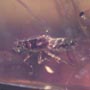 Rare Microcosm, Dicotyledon, Very Large Stem, Scelionid Wasp, Two Plant Bugs, Leafhopper, Elongate Springtail And Leaf In Dominican Amber