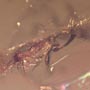 Rare Microcosm, Dicotyledon, Very Large Stem, Scelionid Wasp, Two Plant Bugs, Leafhopper, Elongate Springtail And Leaf In Dominican Amber
