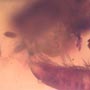 Rare Millipede, Eggs, Elongate Sprintail And Mite In Dominican Amber