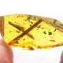 Rare Millipede And Acacia Flower In Dominican Amber