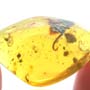 Rare Millipede And Ghost Of Gnat Bug In Dominican Amber