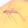Rare Millipede And Ghost Of Gnat Bug In Dominican Amber