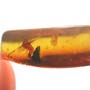 Rare Moth Fly Clinging On Botanical In Dominican Amber