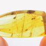 Rare Moth Fly With One Egg In Dominican Amber