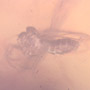 Rare Moth Fly With One Egg In Dominican Amber