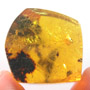 Rare Moth Fly With One Egg In Dominican Amber