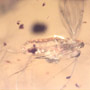Rare Moth Fly With One Egg In Dominican Amber
