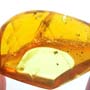 Rare Moth Fly With Two Eggs In Dominican Amber