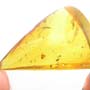 Rare Moth Fly With Five Mites Clinging On It In Dominican Amber