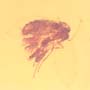 Rare Moth Fly With Five Mites Clinging On It In Dominican Amber
